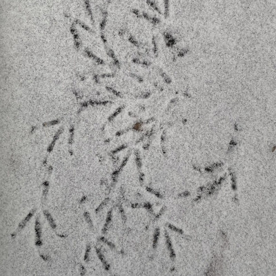 Spuren im Schnee